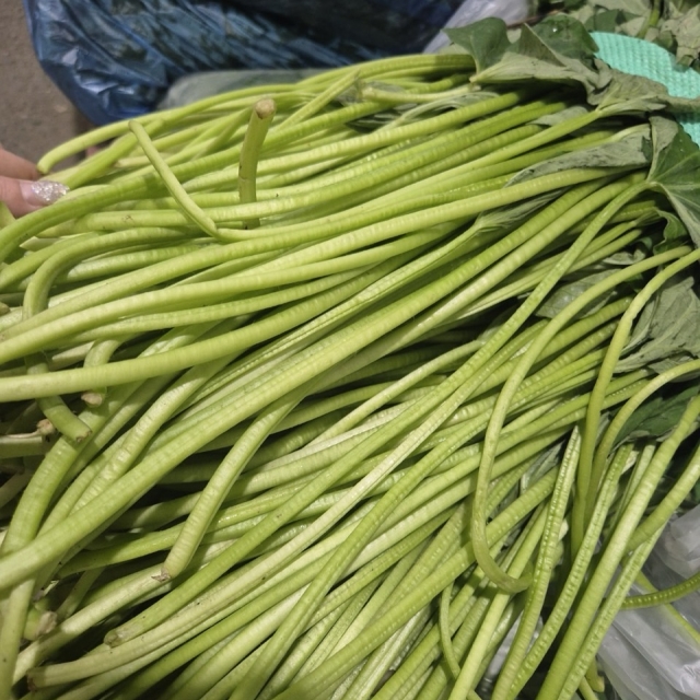 안깐 고구마줄기 1kg