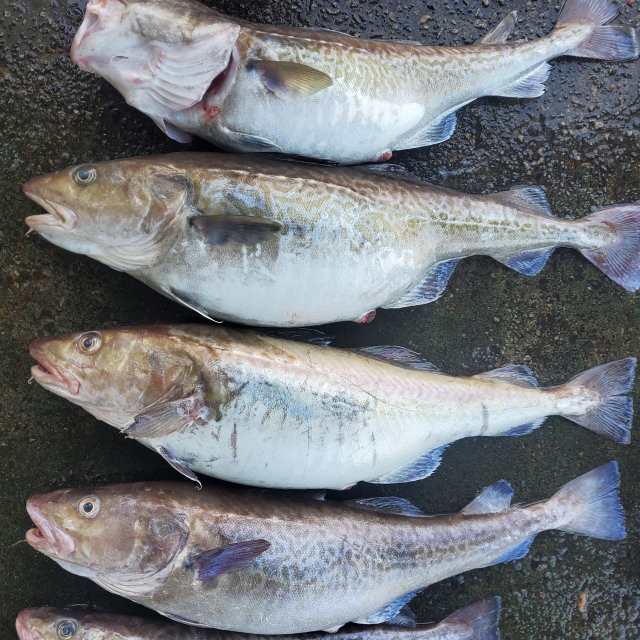 국산 거제외포 손질대구 700g (알/곤 둘다 포함)+소스증정