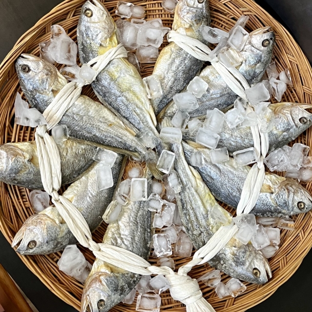 영광 법성포 보리굴비 10미