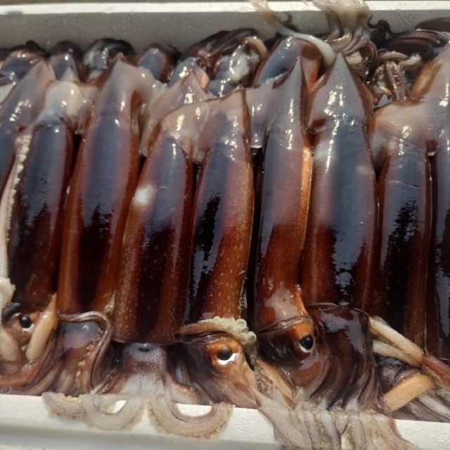 생물 초코 오징어 1kg (4-5미)