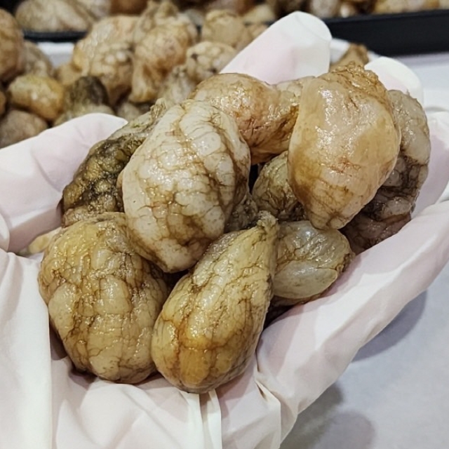 오만둥이 1kg (90미 내외)