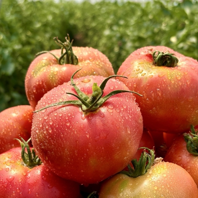 [초특가]완숙토마토 5kg (3-5번 중과)