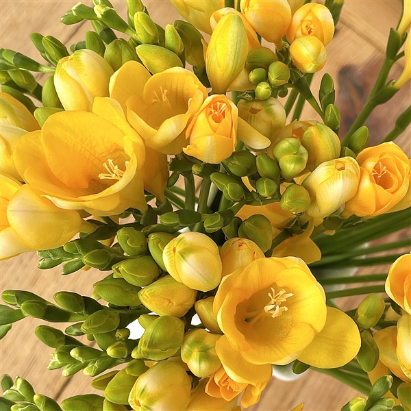 꽃향기가 솔솔 노랑 후리지아